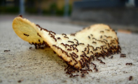 כיצד נתמודד עם 'מכת הנמלים' בבית